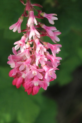 Groseille sanguine — photo 4 sur 11