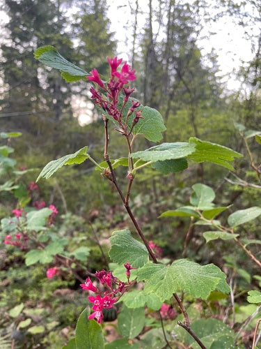 Groseille sanguine — Bild 3