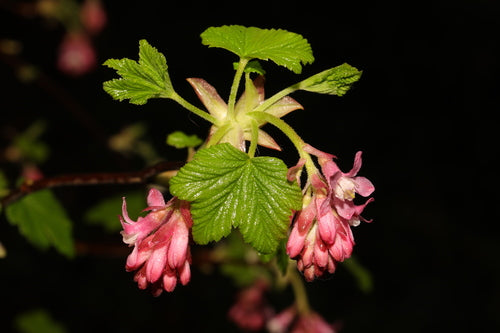 Groseille sanguine — Bild 2