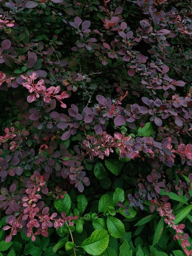 Épine-vinette — Bild 5
