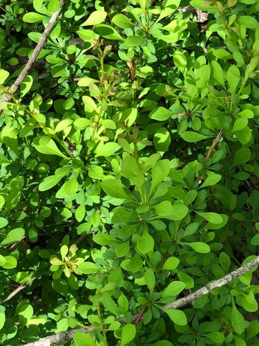 Épine-vinette — Bild 3