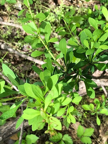 Épine-vinette — Bild 2