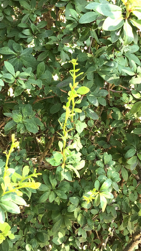 Épine-vinette — Bild 4