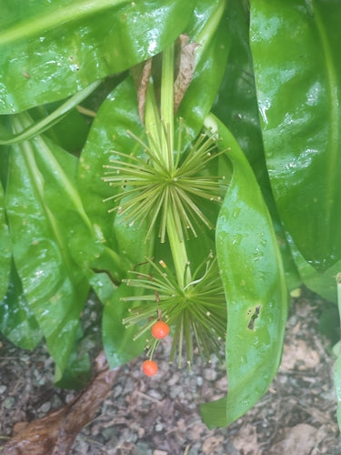 Fleur de sang — Bild 1