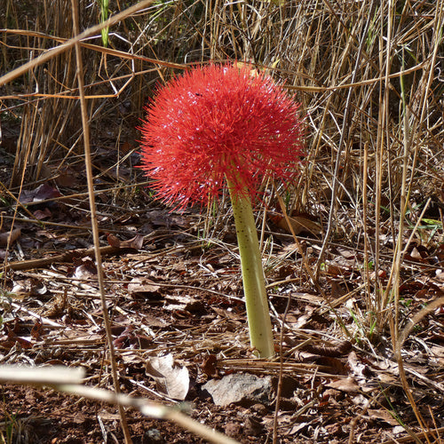 Fleur de sang — Bild 5