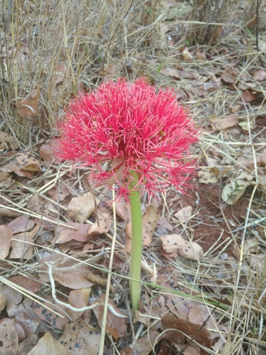 Fleur de sang — Bild 3