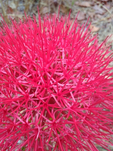 Fleur de sang — Bild 2