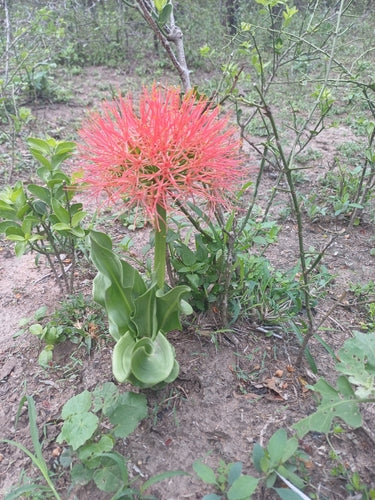 Fleur de sang — Bild 4