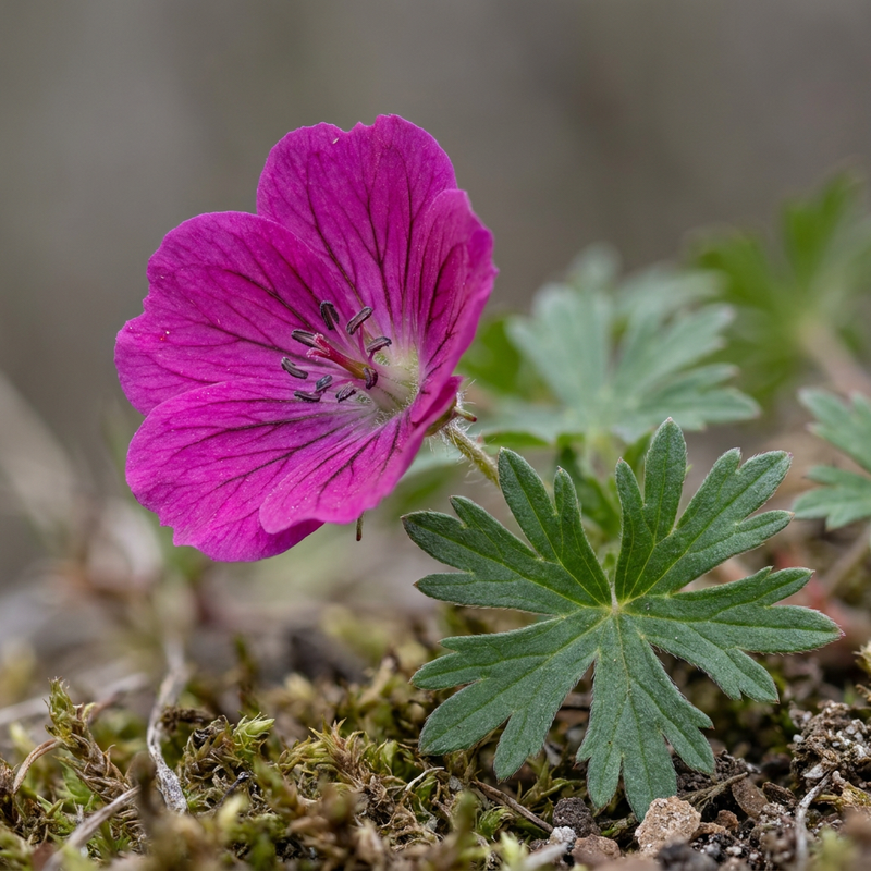 Géranium sanguin rouge sang