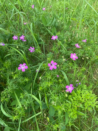 Géranium sanguin rouge sang — Bild 2