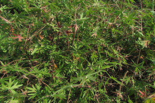 Géranium sanguin rouge sang — Bild 5