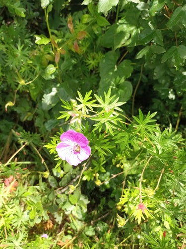 Géranium sanguin rouge sang — Bild 3