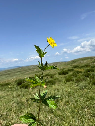 Racine de sang — Bild 5