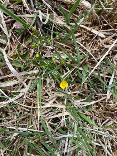 Racine de sang — Bild 2
