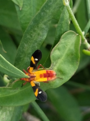 Bugs au sol — Bild 4