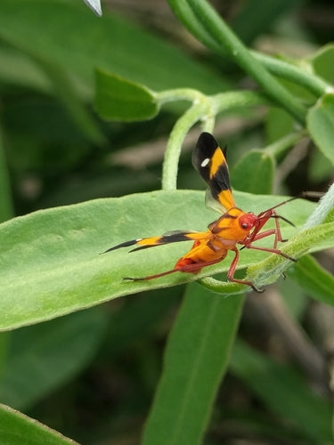 Bugs au sol — Bild 3
