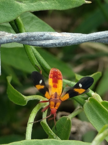 Bugs au sol — Bild 2
