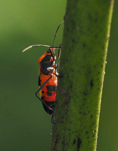 Bugs au sol — Bild 5
