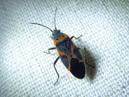 Bugs au sol — Bild 1
