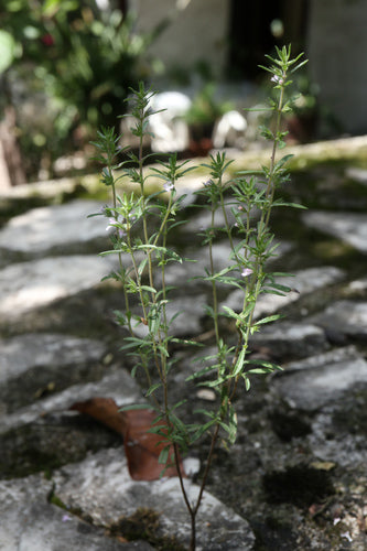Sarriette — photo 3 sur 7
