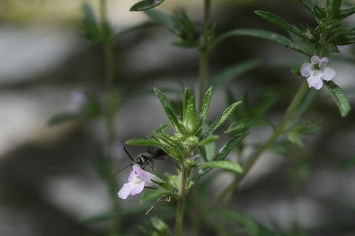 Sarriette — photo 2 sur 7