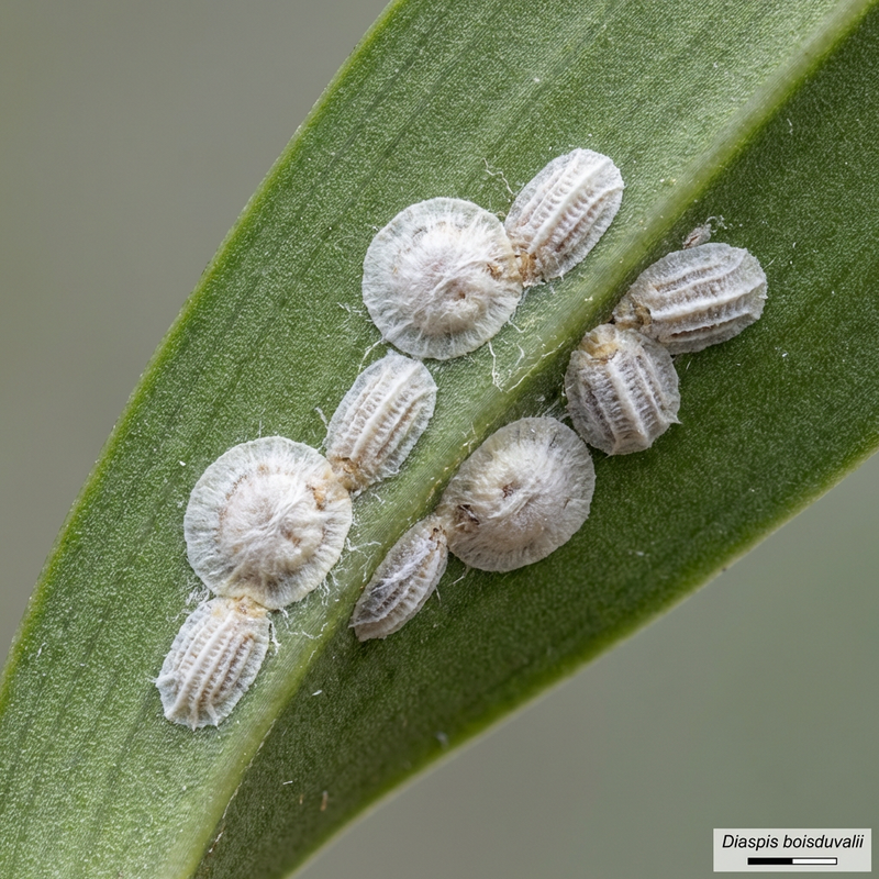 Cochenille de Boisduval