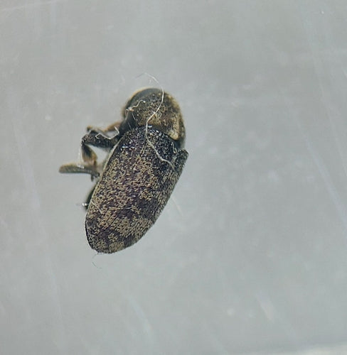 Scolytine Scolytine — Bild 1