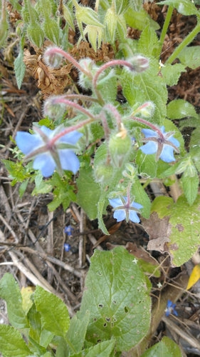 Bourrache — Bild 5