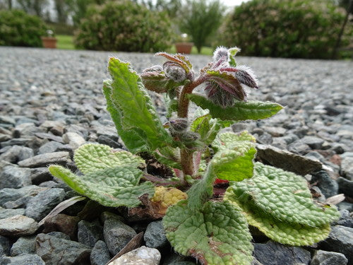 Bourrache — Bild 2