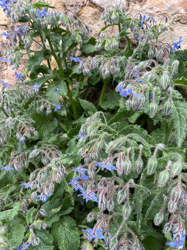 Bourrache — Bild 4