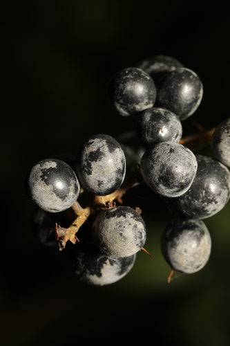 Botrytis (pourriture grise) — Bild 1