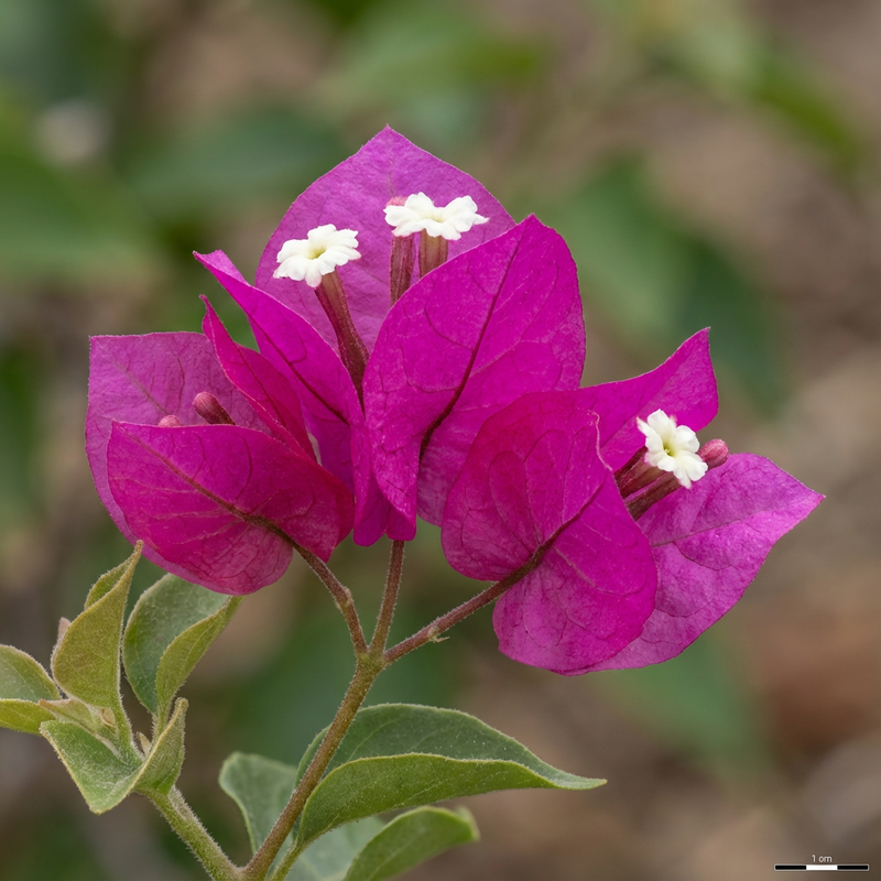 Bougainvillier