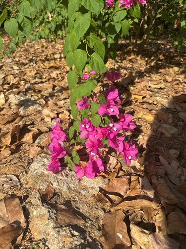 Bougainvillier — Bild 4