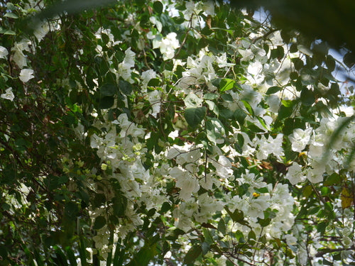 Bougainvillier — Bild 5