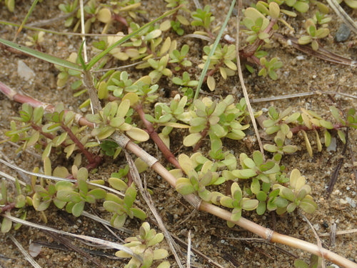 Brahmi — Bild 1