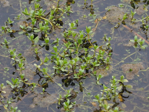 Brahmi — Bild 2