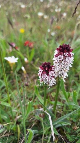 Orchidée brûlée — Bild 5