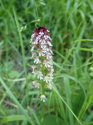 Orchidée brûlée — Bild 4
