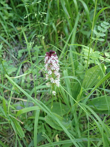 Orchidée brûlée — Bild 3