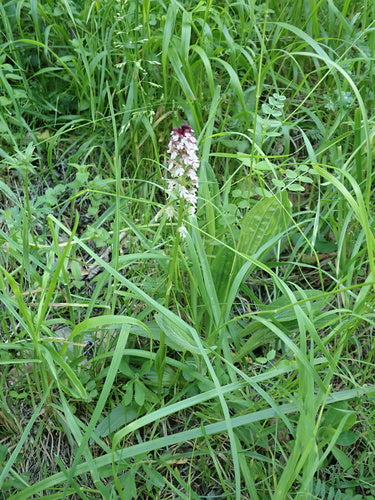 Orchidée brûlée — Bild 2