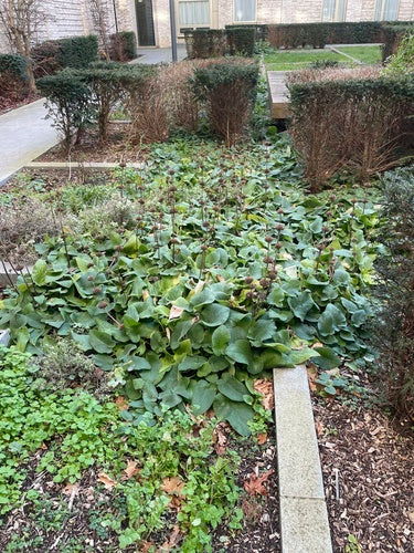 Épilobe — Bild 4