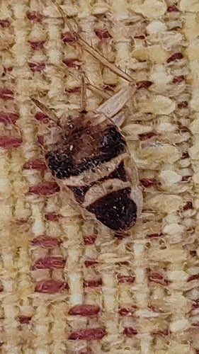 Blatte à bandes brunes — Bild 3