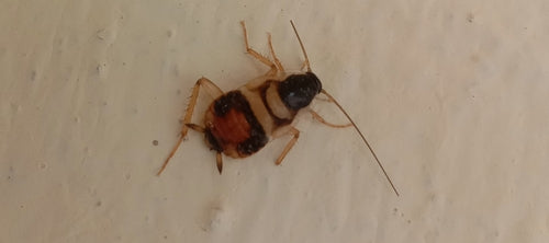 Blatte à bandes brunes — Bild 5