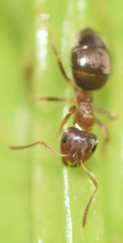 Fourmi charpentière brune — photo 4 sur 51