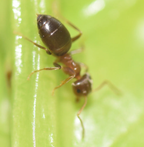 Fourmi charpentière brune — photo 3 sur 51
