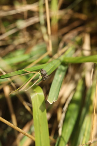 Araignée sauteuse brune — Bild 5