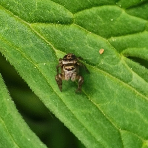 Araignée sauteuse brune — Bild 1