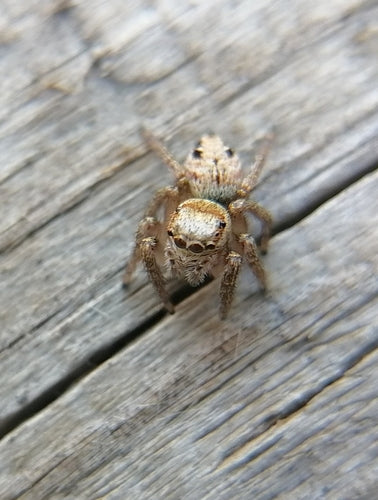 Araignée sauteuse brune — Bild 4