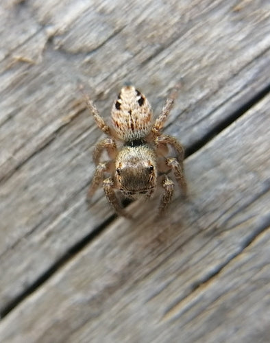 Araignée sauteuse brune — Bild 3