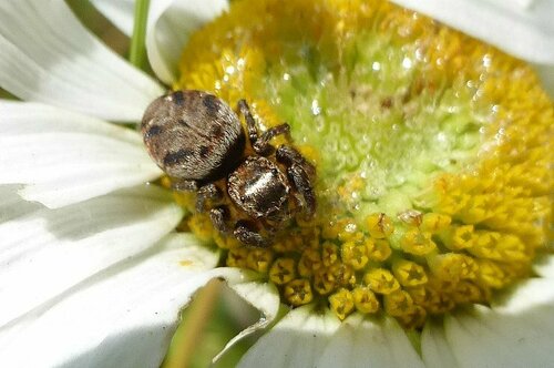 Araignée sauteuse brune — Bild 2